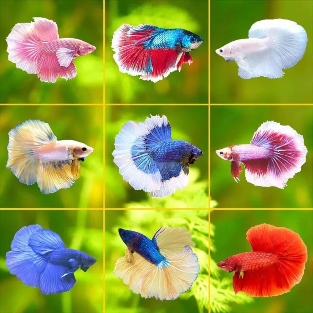 Aquarium Mini Fish TankThai Betta Tank