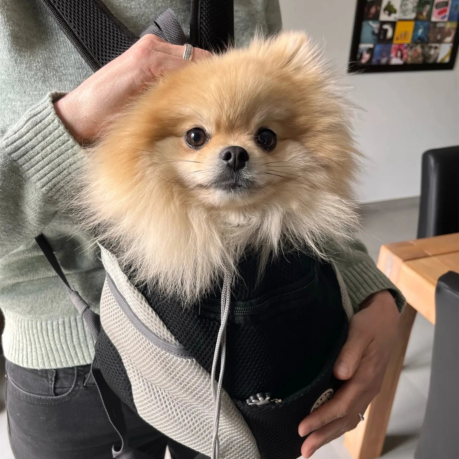 Portable dog Double Shoulder bag