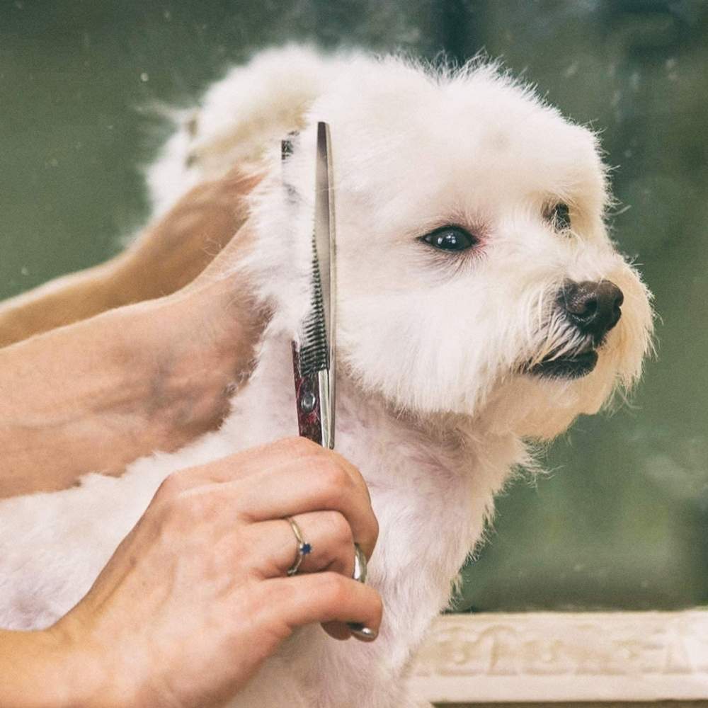 Grooming Supplies